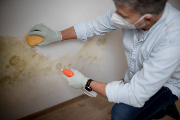 Best Residential Mold Removal  in Waikoloa Village, HI