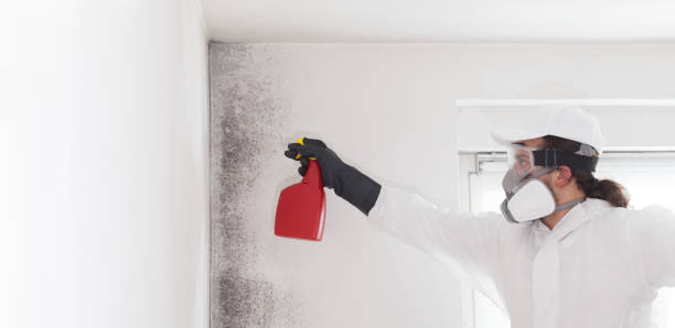 Best Office Mold Removal Services  in Waikoloa Village, HI