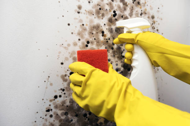 Best Toxic Mold Removal  in Waikoloa Village, HI