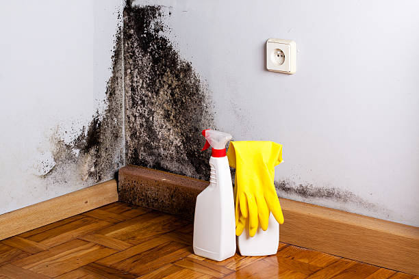 Best Mold Removal Process  in Waikoloa Village, HI